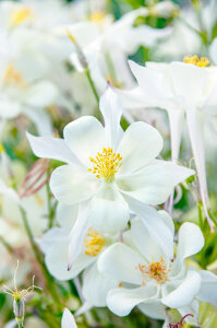 Aquilegia Star White
